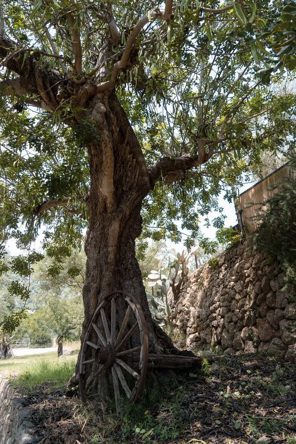 Alfabia Nou Bunyola